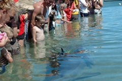 Dolphin-Interaction-1