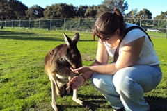 Feed-Kangaroos