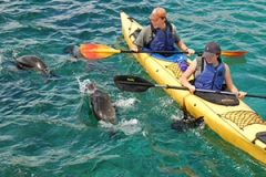 Kayak-with-Dolphins