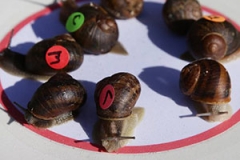 Snail-Races