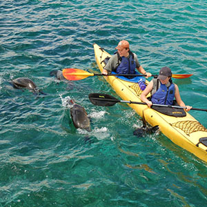 kayakdolphins
